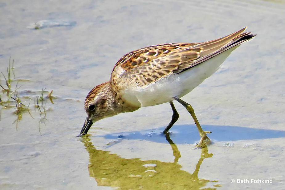 Least Sandpiper (Calidris minutilla) by Beth Fishkind is licensed under CC BY-NC-ND 2.0.